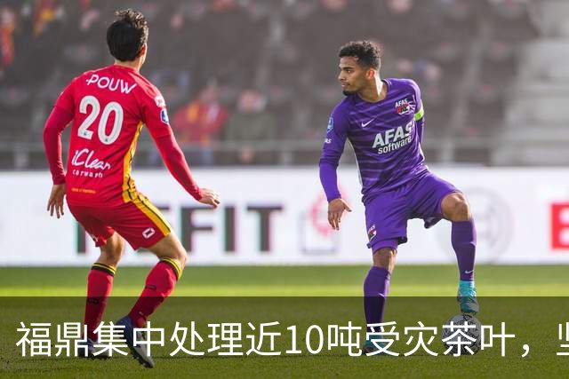 福鼎集中处理近10吨受灾茶叶，坚决维护茶品质量